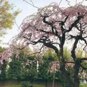 rの画像