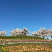 如月