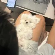 あめみやの画像