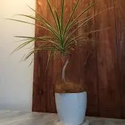 オキの画像
