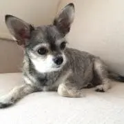 hisaの画像