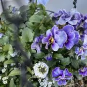 tosaの画像
