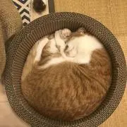 にいさまの画像