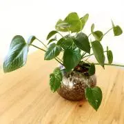 まさ