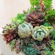 ＊ribbonの画像