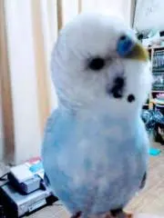 あじゅの画像