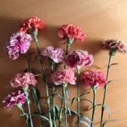 とろたくの画像
