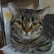 まいぶきの画像