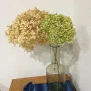 てぃーてぃーふぁみりーの画像