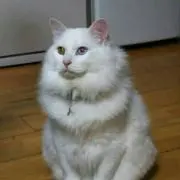 特派員Y