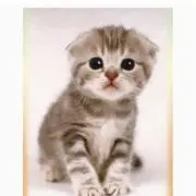 ねこ