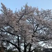Bill Lawrence Flying Vタイプ！値下げ！ - メルカリ