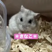 ＊きなこ＊の画像