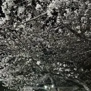 たら