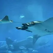 ソーダ