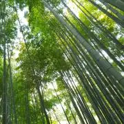 さの画像