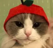 てっちゃん