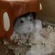 りの画像