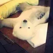りなの画像