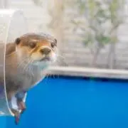 FFFの画像