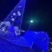 きだいの画像