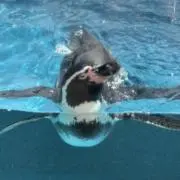 tsubaの画像