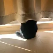 シャインマスカット
