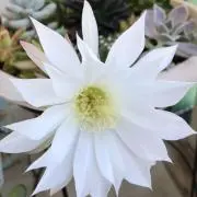 ちかよしの画像