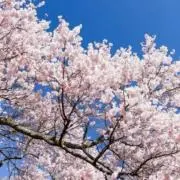 桜の画像