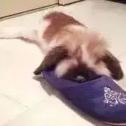 ゆめの画像