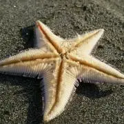 ☆star☆の画像