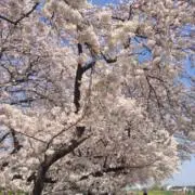 いもむしの画像