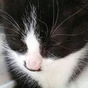 コジコジ