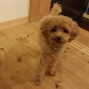 ぁみコロ