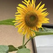 miiiの画像