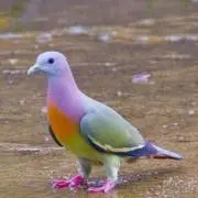 林檎〜プロフ必読
