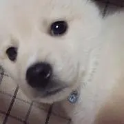 やっちゃん