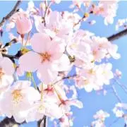 さくらの画像