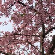 Calinouの画像
