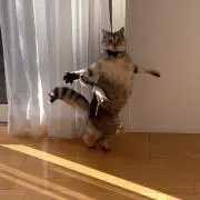 さばちの画像