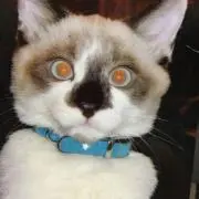 ポンズ