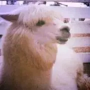 Ｍｅｒｉの画像