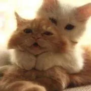 yuuboの画像