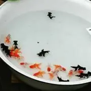 こなゆき