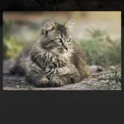猫たん