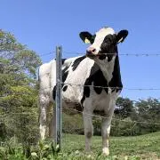 わかの画像