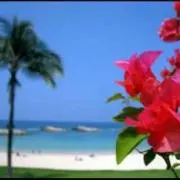 やおぷーの画像
