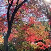 みかんの画像