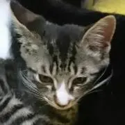 ルル・ルルの画像