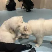 いちの画像